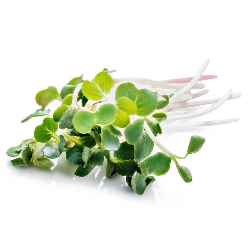 get microgreens in boulder colorado